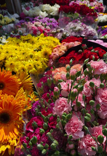 A vibrant display of freshly cut flowers at a local florist, including bright yellow chrysanthemums, soft pink and purple carnations, bold red roses, and orange Gerbera daisies, all arranged in clear 