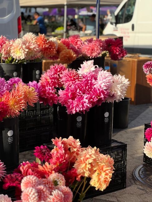 At an outdoor market stall, numerous large black containers are filled with vibrant, fresh dahlias in shades of pink, peach, and white, with full, ruffled petals and sturdy green stems. The flowers ar