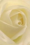 Nestled at the very centre of this photograph is a white rose whose tightly curled petals seem to shelter you in their embrace, as if you were sitting quietly in the peaceful gardens of Valentines Mansion in Ilford. The soft spirals invite touch, each petal carrying the creamy, matte finish of silk brushed by gentle morning dew. Light glides delicately across the blossom, painting mellow shadows between every ivory fold, enhancing its hypnotic depth and lending an unspoken warmth to the entire arrangement. The calm, luminous atmosphere calls forth associations with sentimental gestures-tributes of admiration or tokens of comfort, moments that matter most in Ilford's vibrant community. In this close perspective, you sense a faint sweetness-a fragrance that soothes without overwhelming, a hallmark of a carefully selected rose from Ilford's own skilled florists. The image not only showcases floral beauty, but captures the tenderness and artistry behind each thoughtful bouquet prepared for life's heartfelt occasions, delivered throughout Ilford with care and reverence.